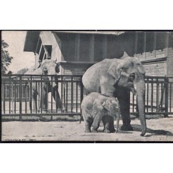 K�benhavn - Elefantfamilien i Zoologisk Have 1908 - C.Ferslew u/n