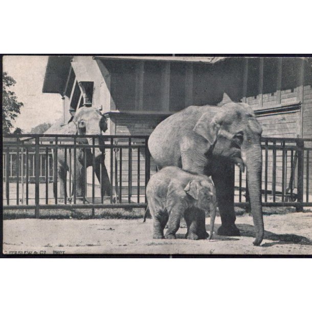 Kbenhavn - Elefantfamilien i Zoologisk Have 1908 - C.Ferslew u/n