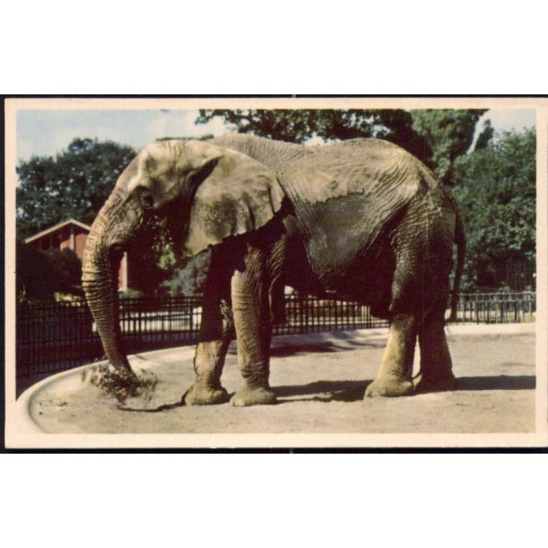 K&oslash;benhavn - Zoologisk Have - Afrikansk Elefant - K. Witt-M&oslash;ller 6700-324